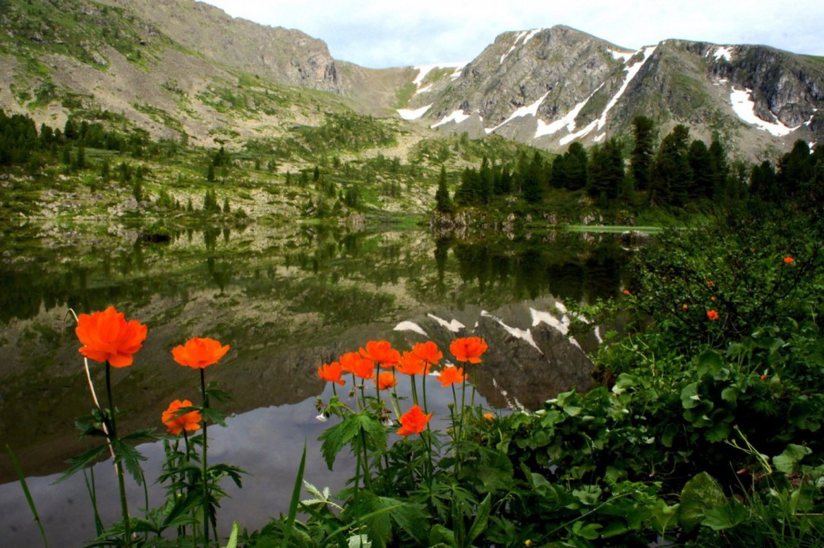 Горный Алтай купальница