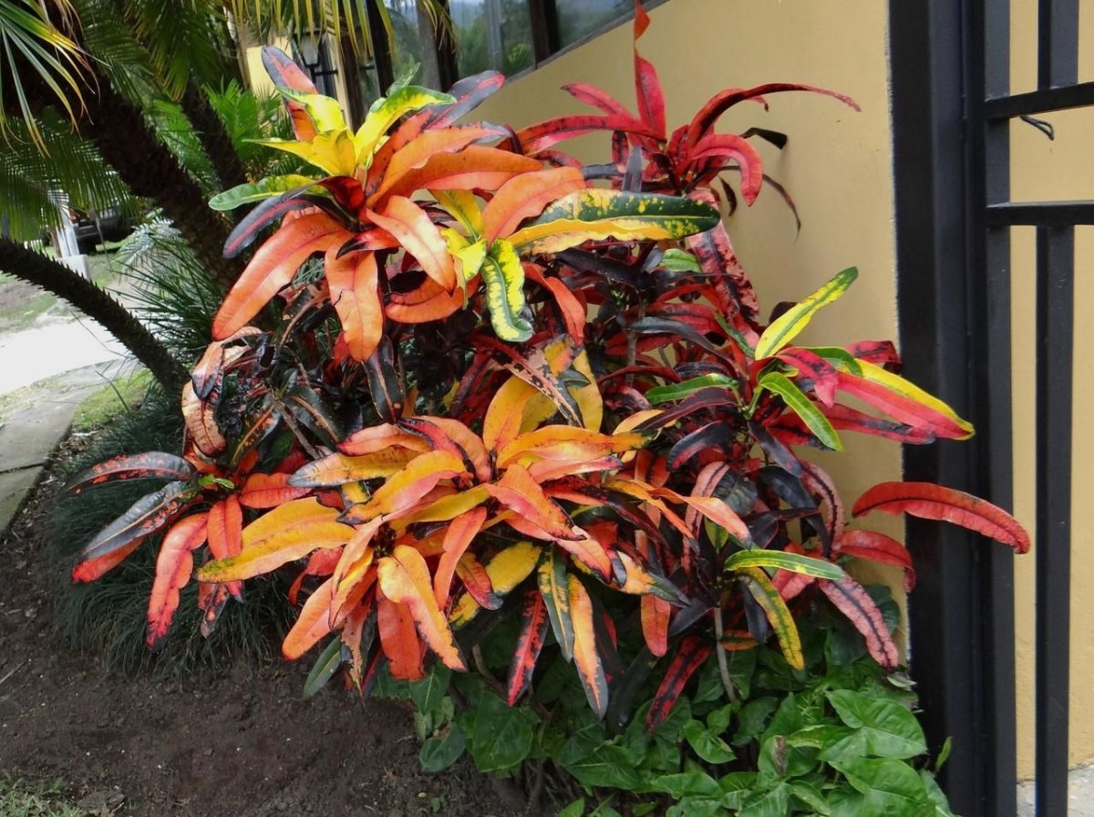 Кодиеум Jamaican Tricolor