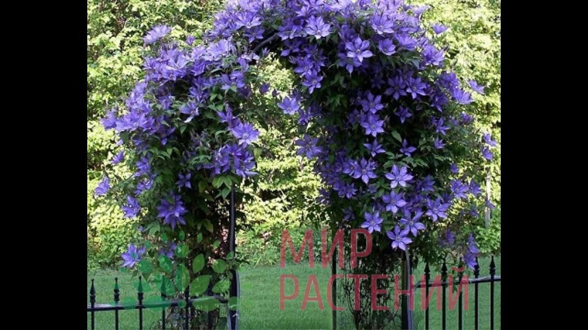 Клематис горный Альба