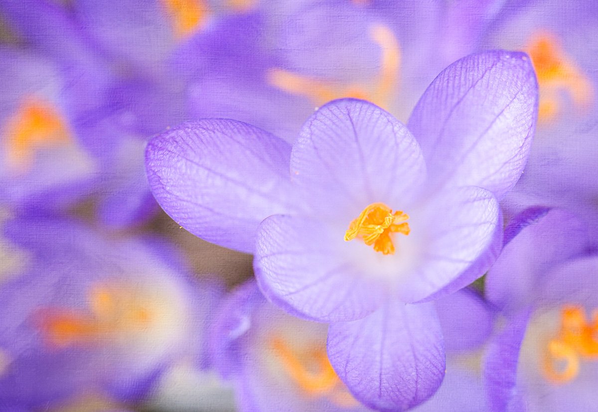 Нежные весенние цветы