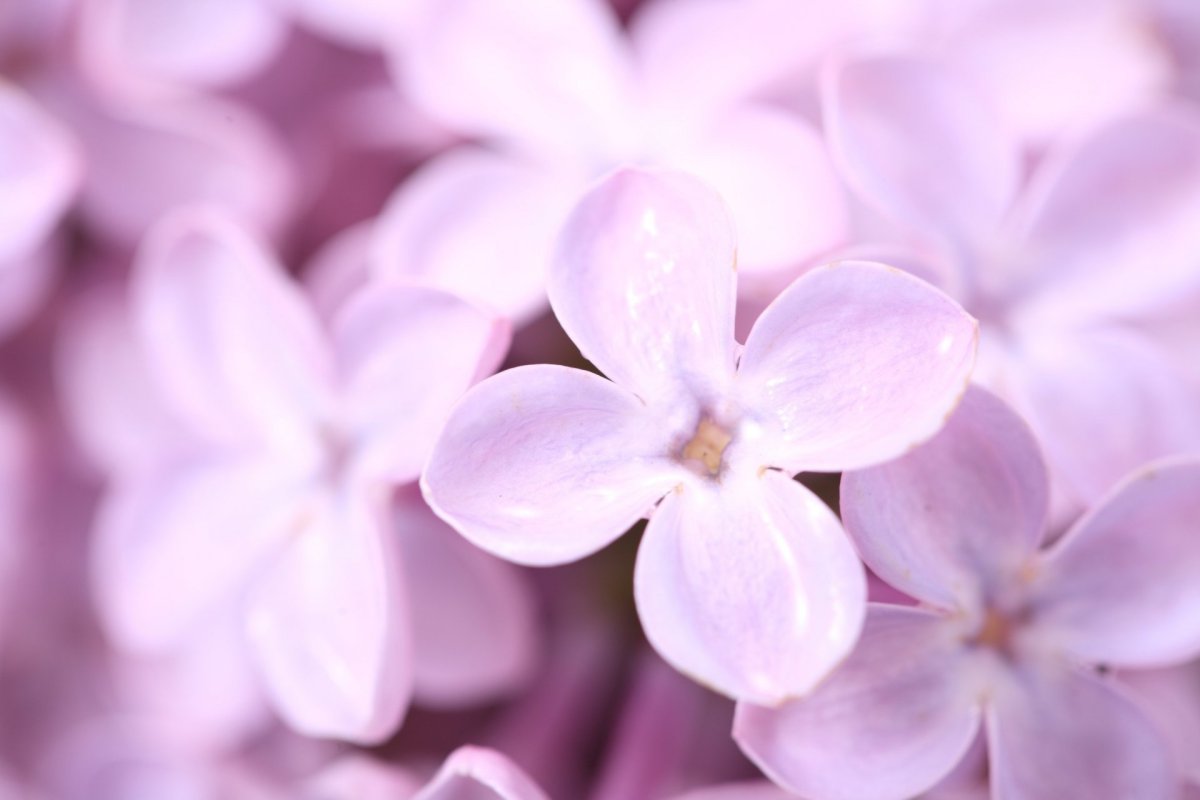 Светло фиолетовые цветы