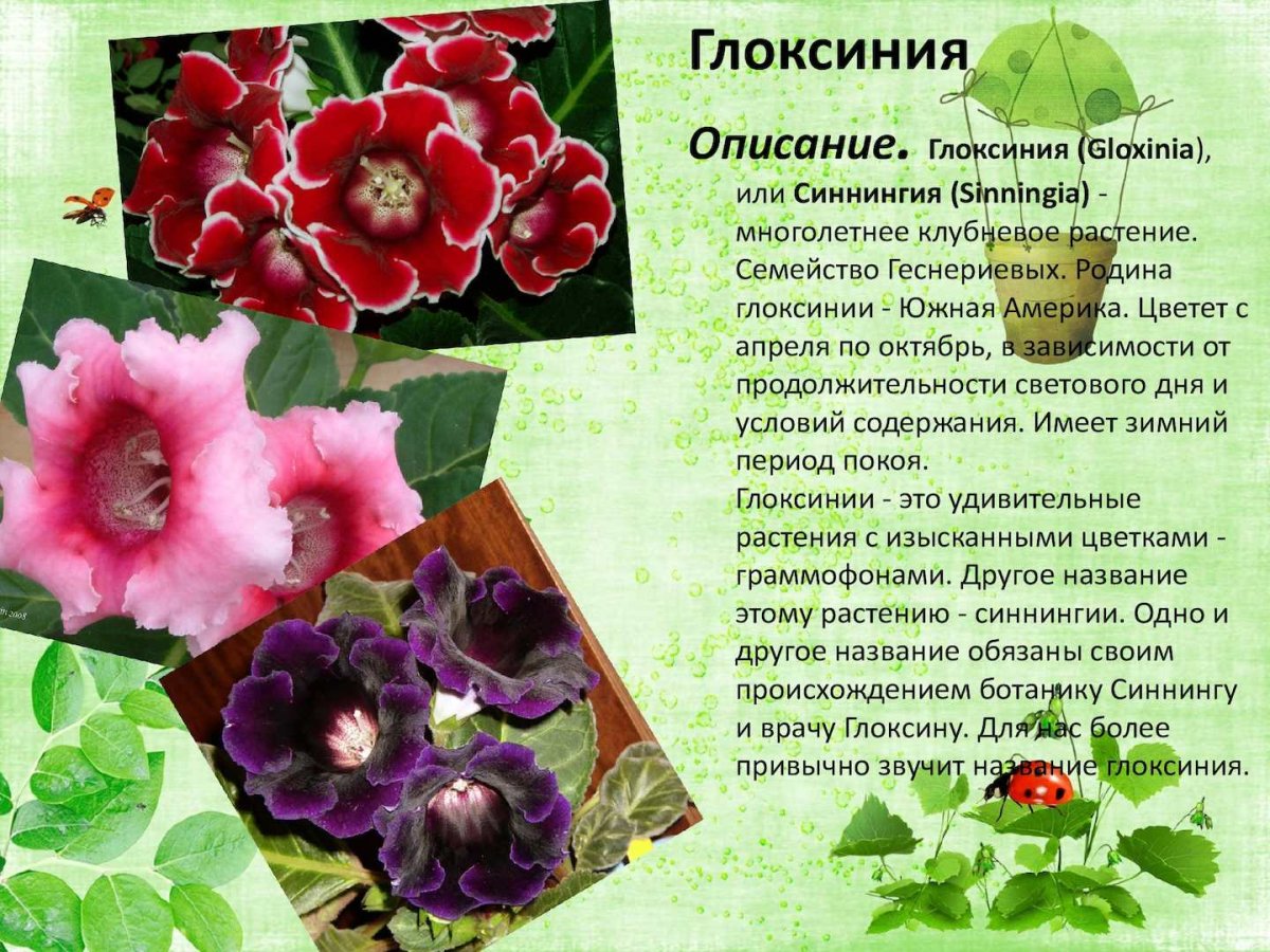 Глоксиния Родина растения