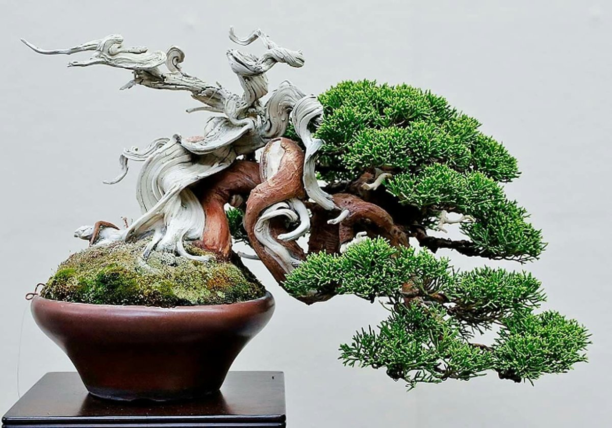 Kokufu Bonsai Exhibition