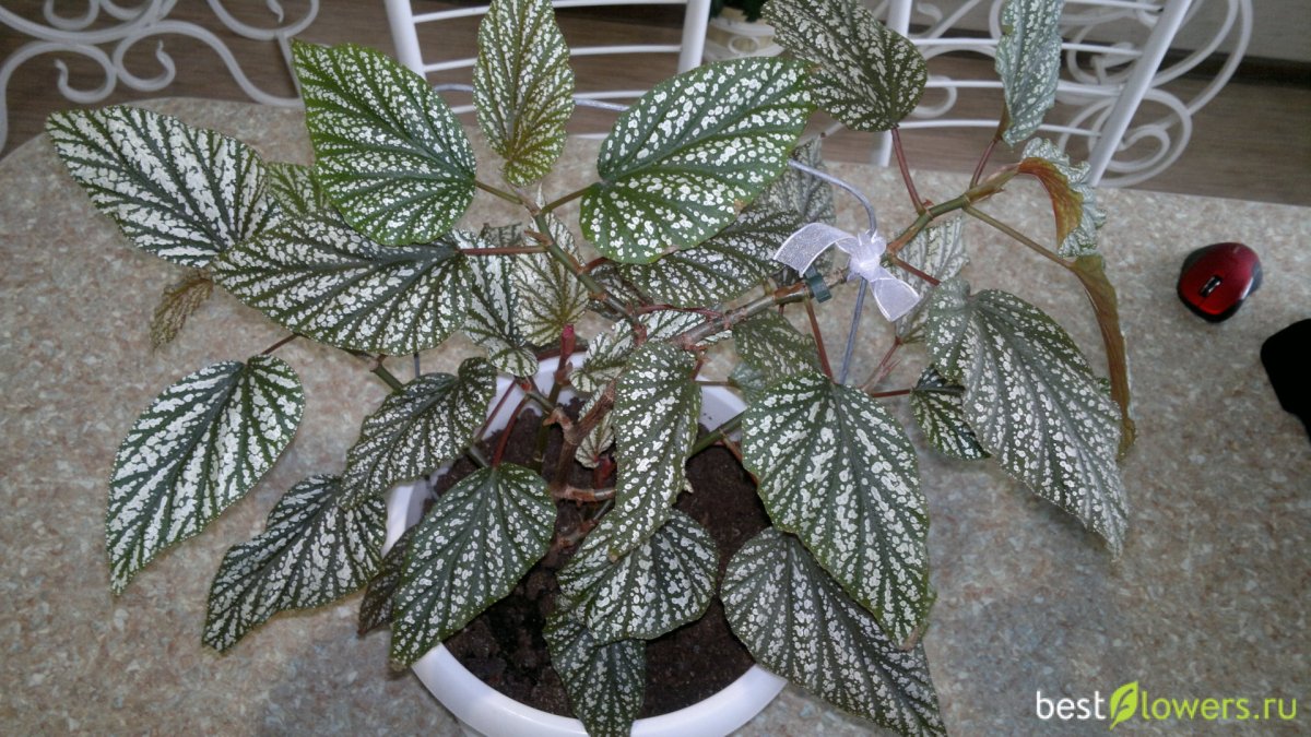 Маранта leuconeura kerchoveana
