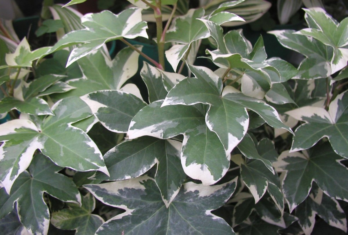 Hoya heuschkeliana variegata