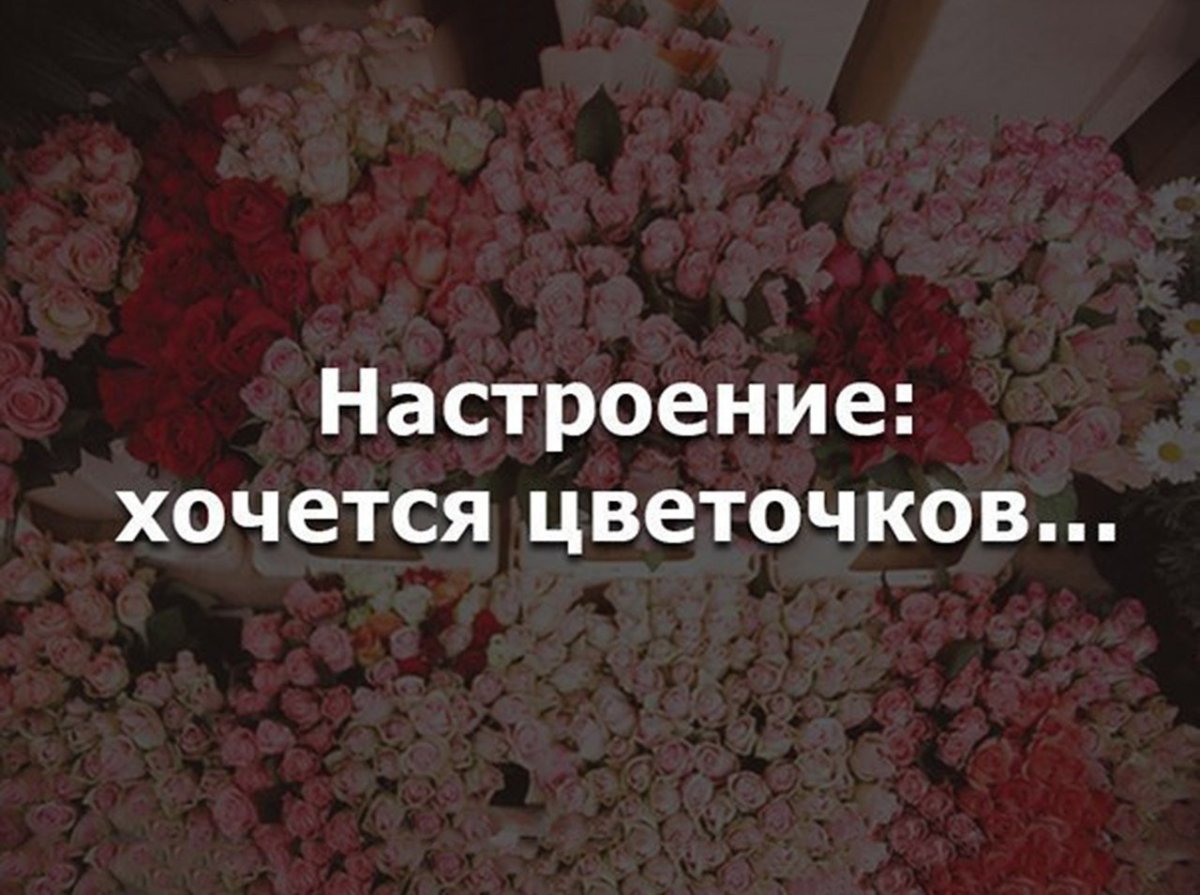 Стапелия крупноцветковая