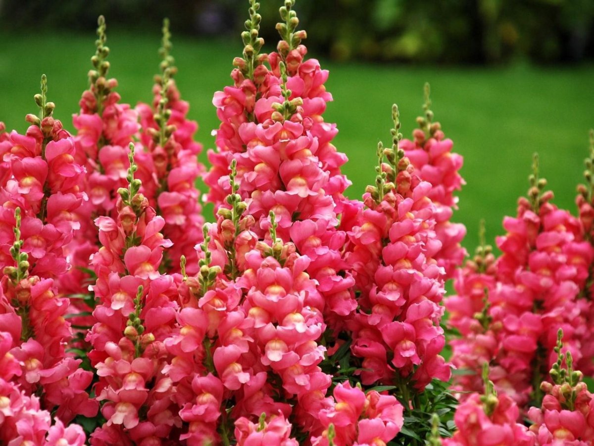 Snapdragon Potomac Bridal Pink