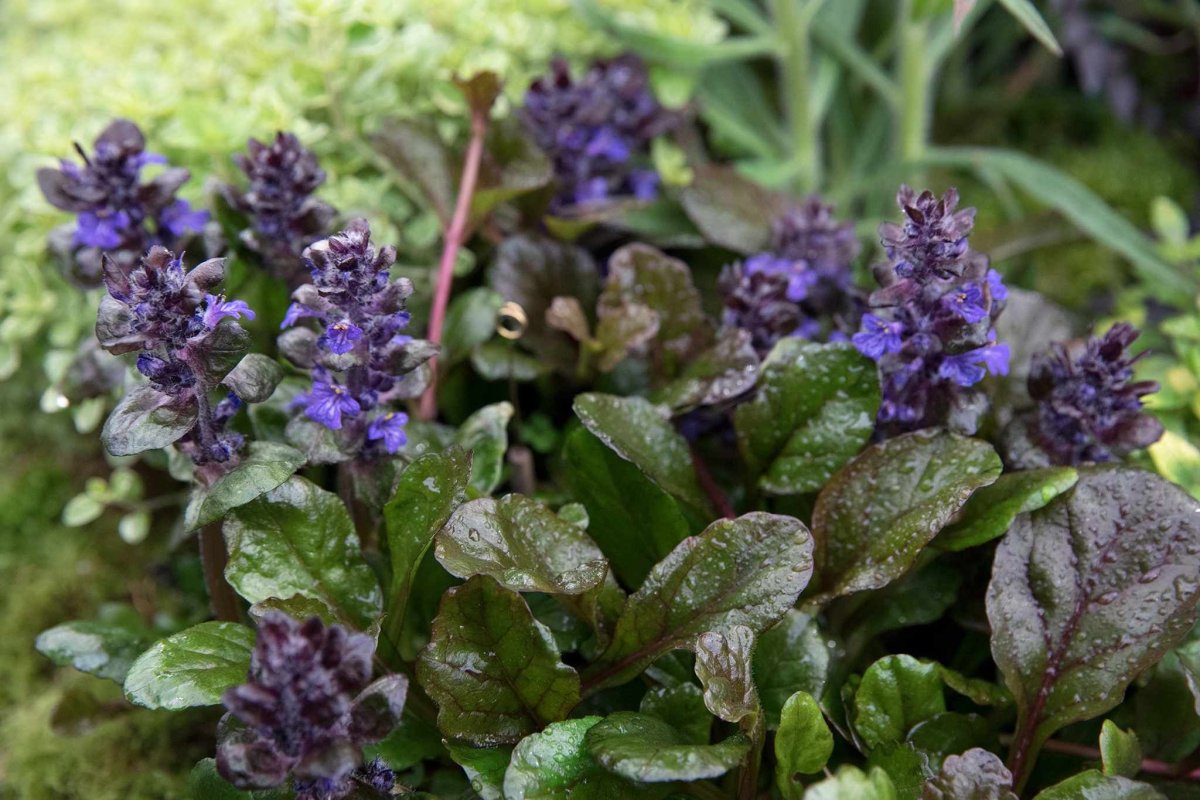 Ajuga reptans Black Scallop
