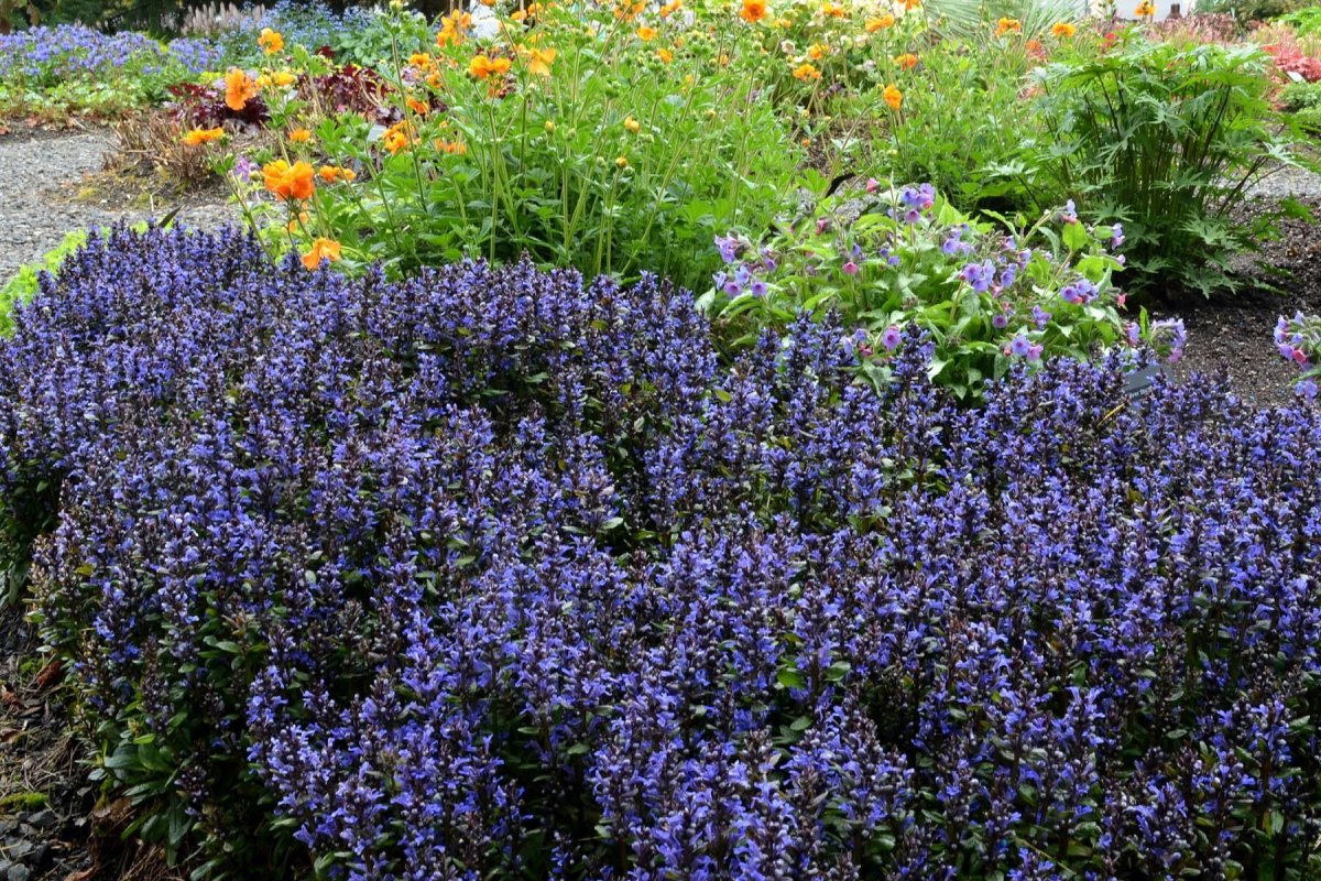 Живучка ползучая Ajuga reptans Burgundy Glow