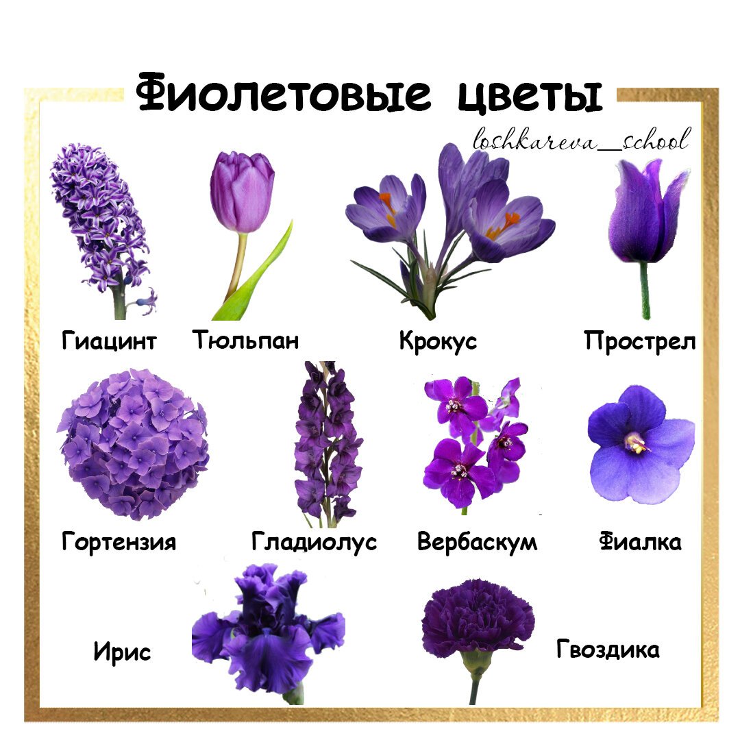 Сиреневый цветок название