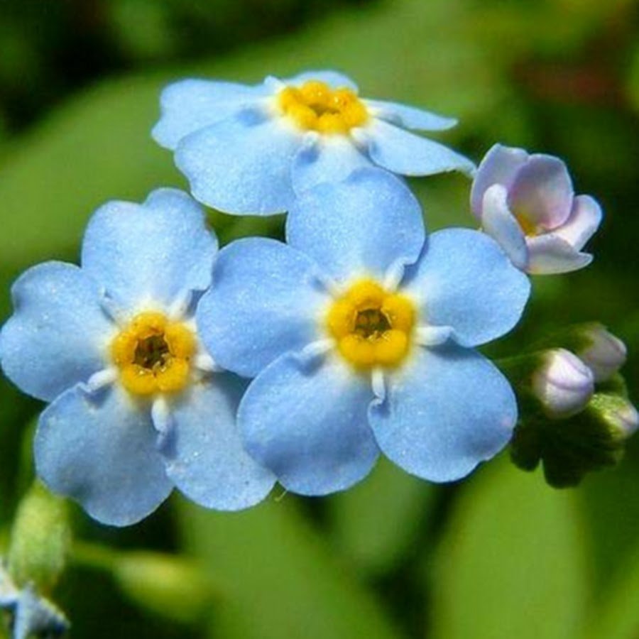 Незабудка Болотная (Myosotis scorpioides) плод