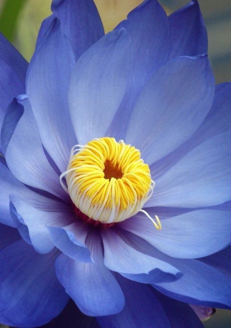 Голубой Лотос (растение вида Nymphea caerulea)