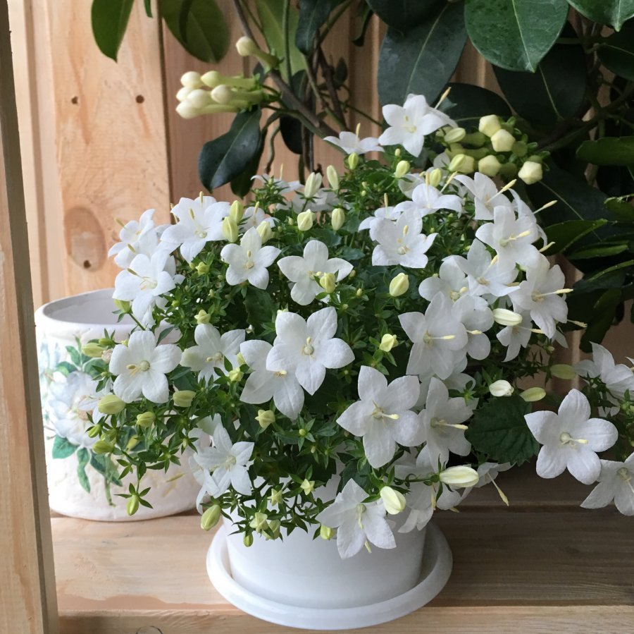 Комнатный цветок невеста с белыми цветами