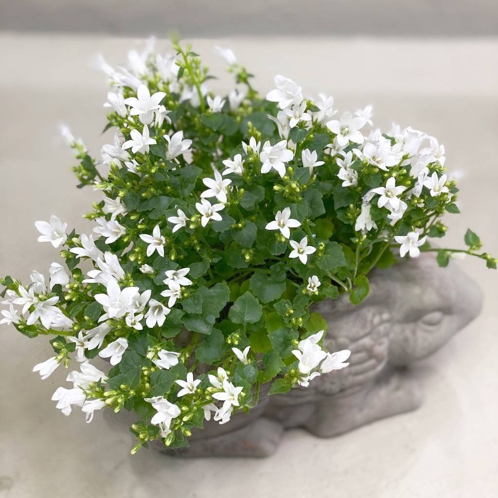 Кампанула Бали