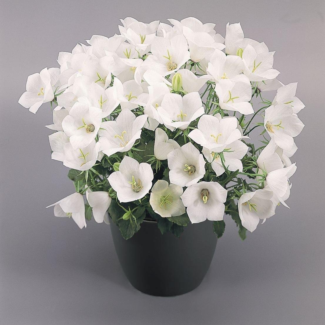 Колокольчик Карпатский Pearl White