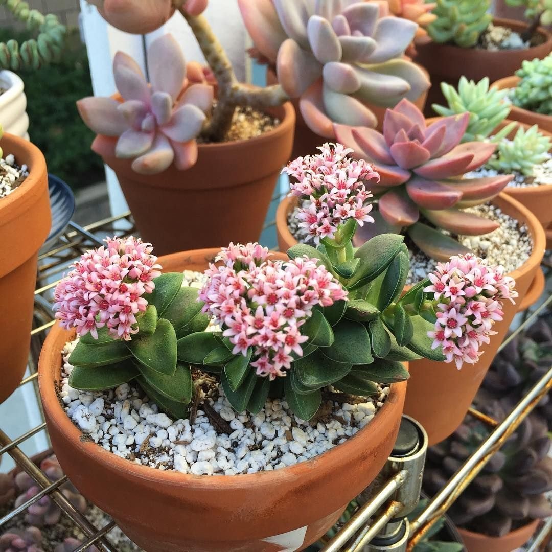Crassula Springtime (Крассула Спрингтайм)