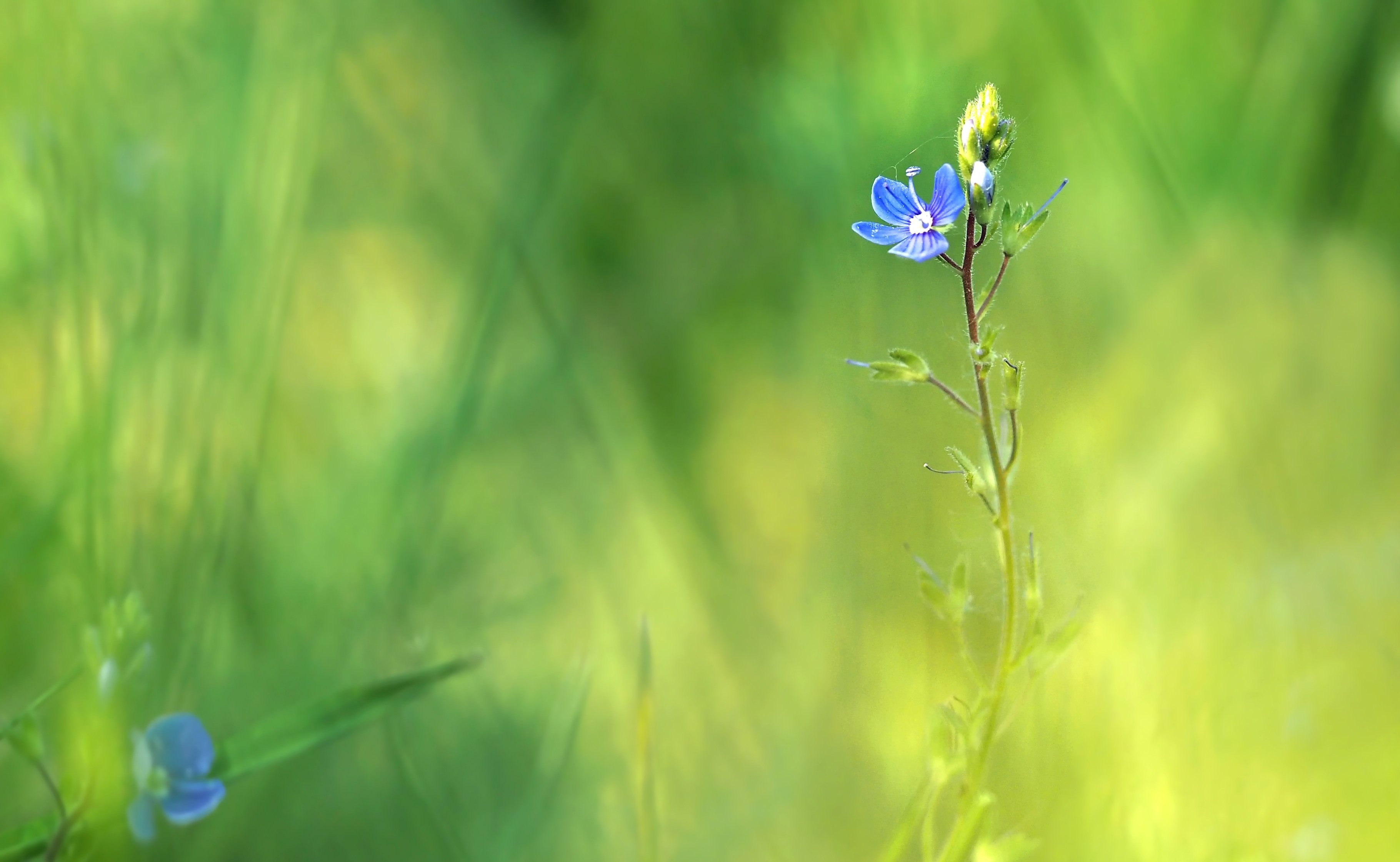 Синий цветок на лугу. Нежные луговые цветы. Нежные полевые цветы. Одинокий полевой цветок. Полевые цветы макро.
