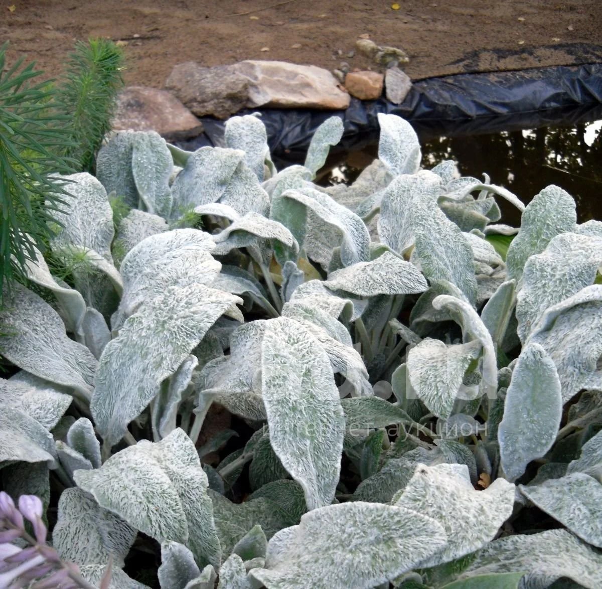 Чистец шерстистый (Stachys Lanata)