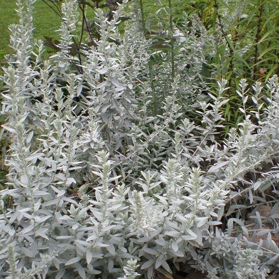 Полынь Людовика (Artemisia ludoviciana)