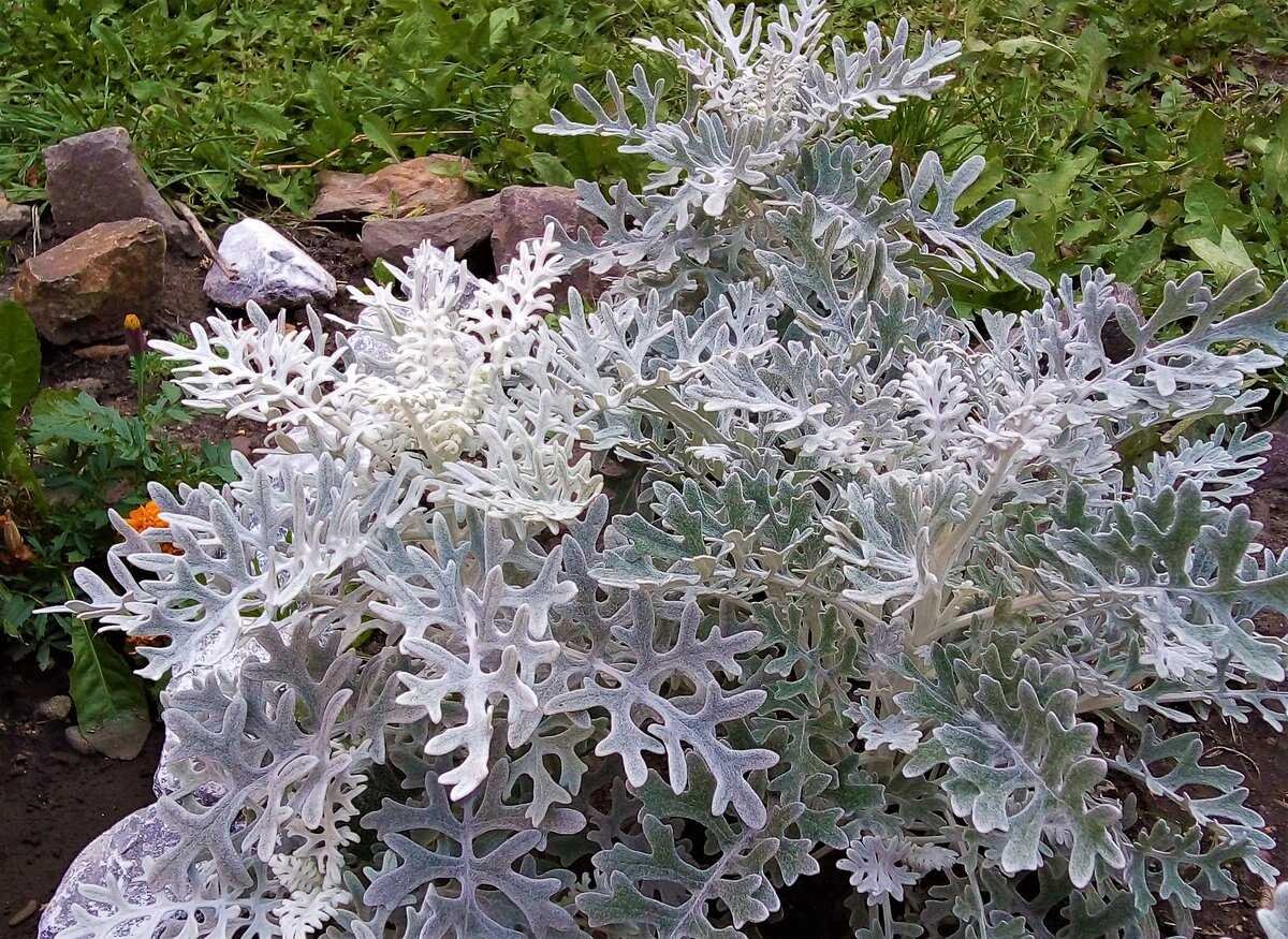 Цинерария Приморская (Senecio cineraria)