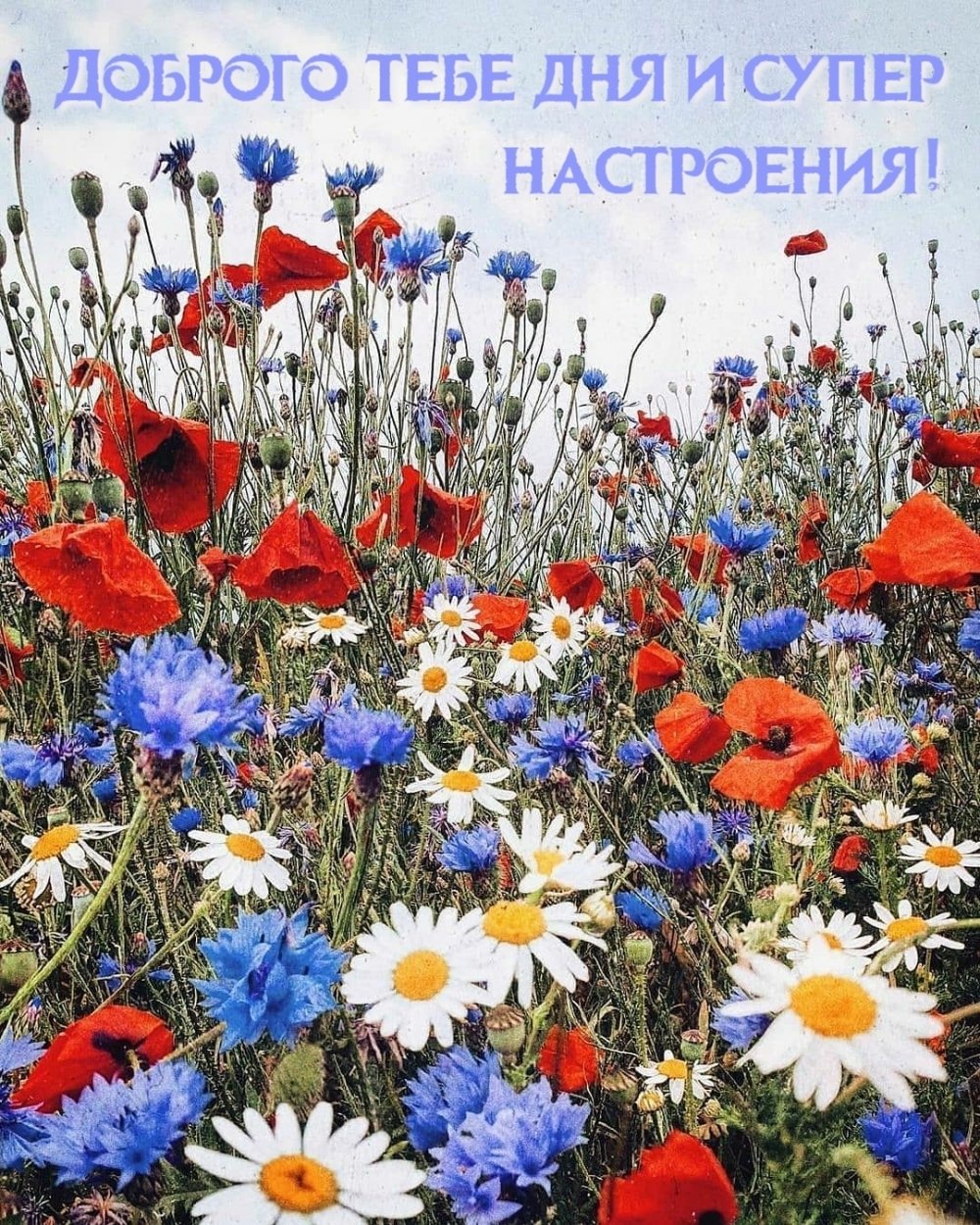 Цветы Прощай лето