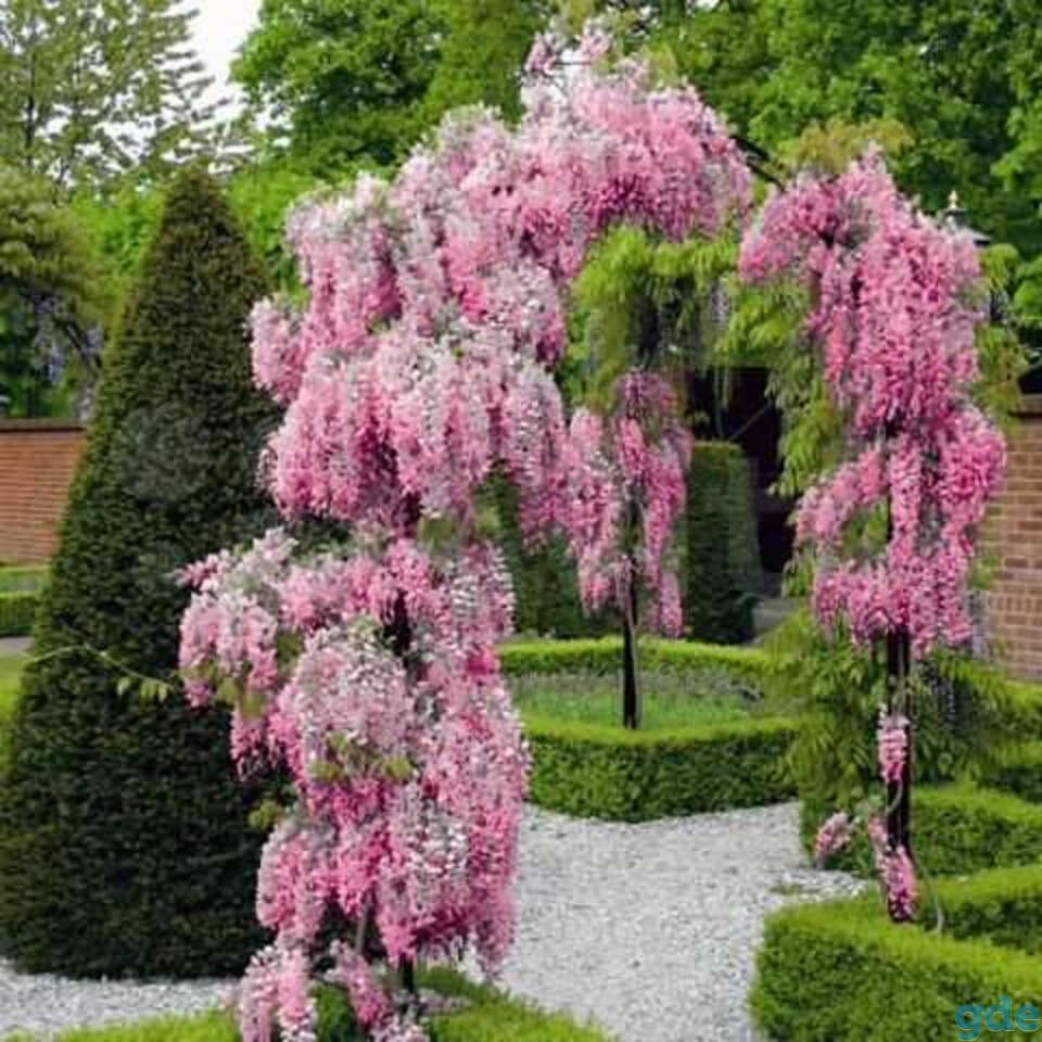 Глициния floribunda rosea
