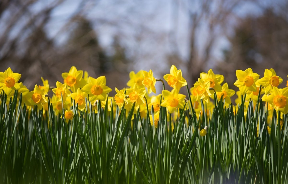 Желтые цветы ранней весной фото. Весенние желтые цветы нарциссы. Нарцисс Салоу. Нарцисс полевой. Нарцисс Карлтон.
