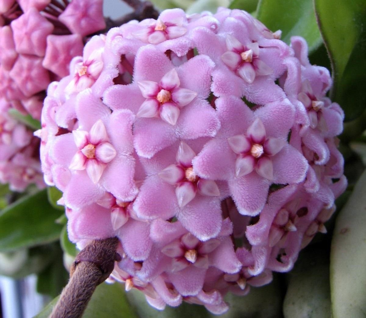 Hoya indian Rope albomaginata