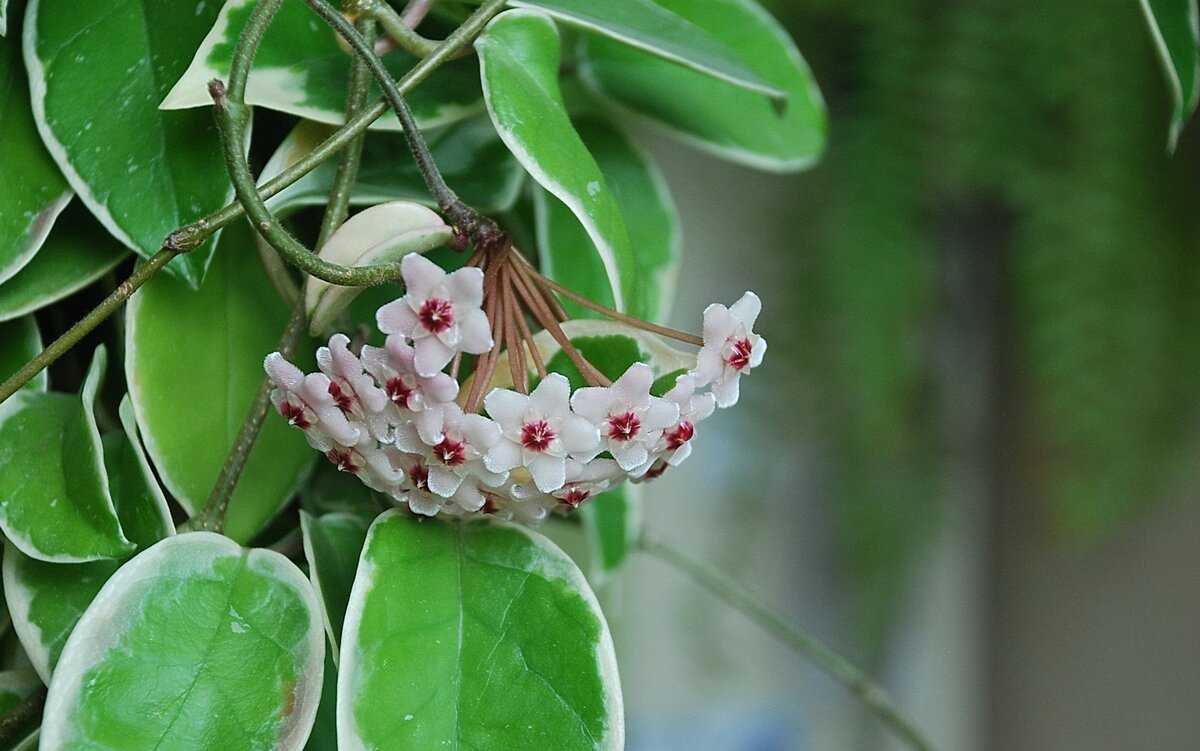 Хойя Карноза Квин