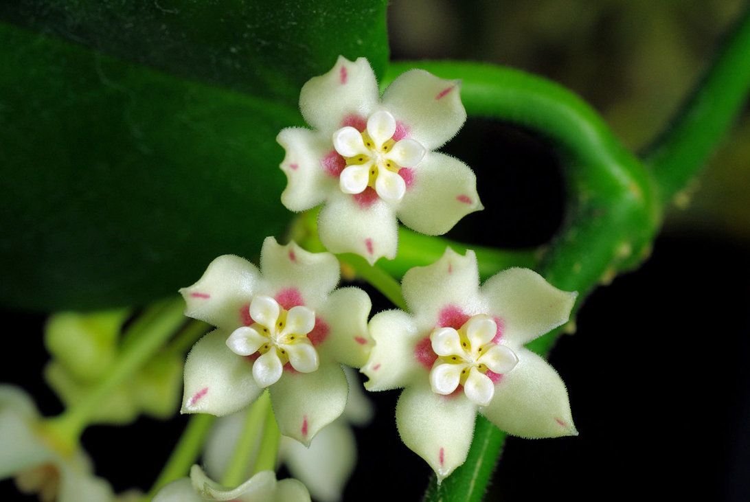 Хойя (Hoya)