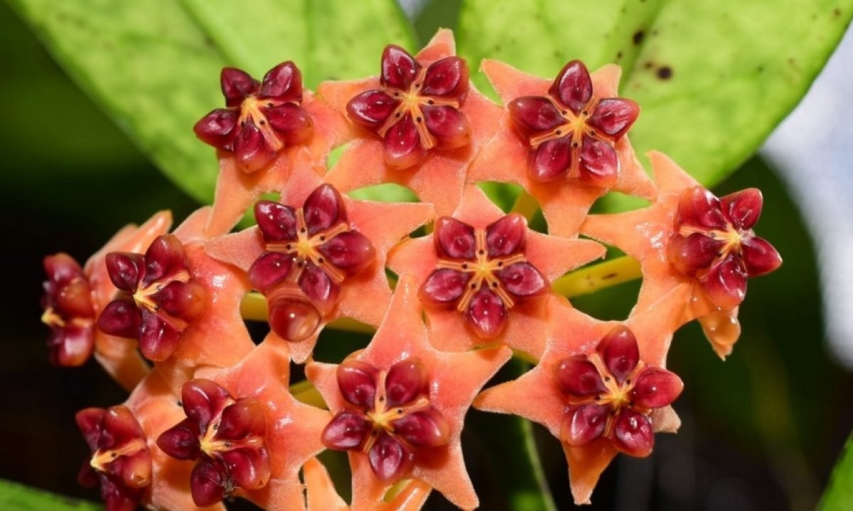 Hoya lobbii 'Orange'