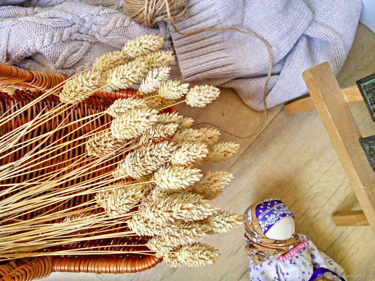 Канареечник сухоцвет