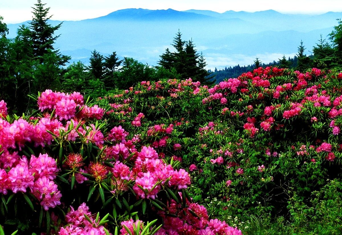 Рододендрон Пржевальского (Rhododendron przewalskii)