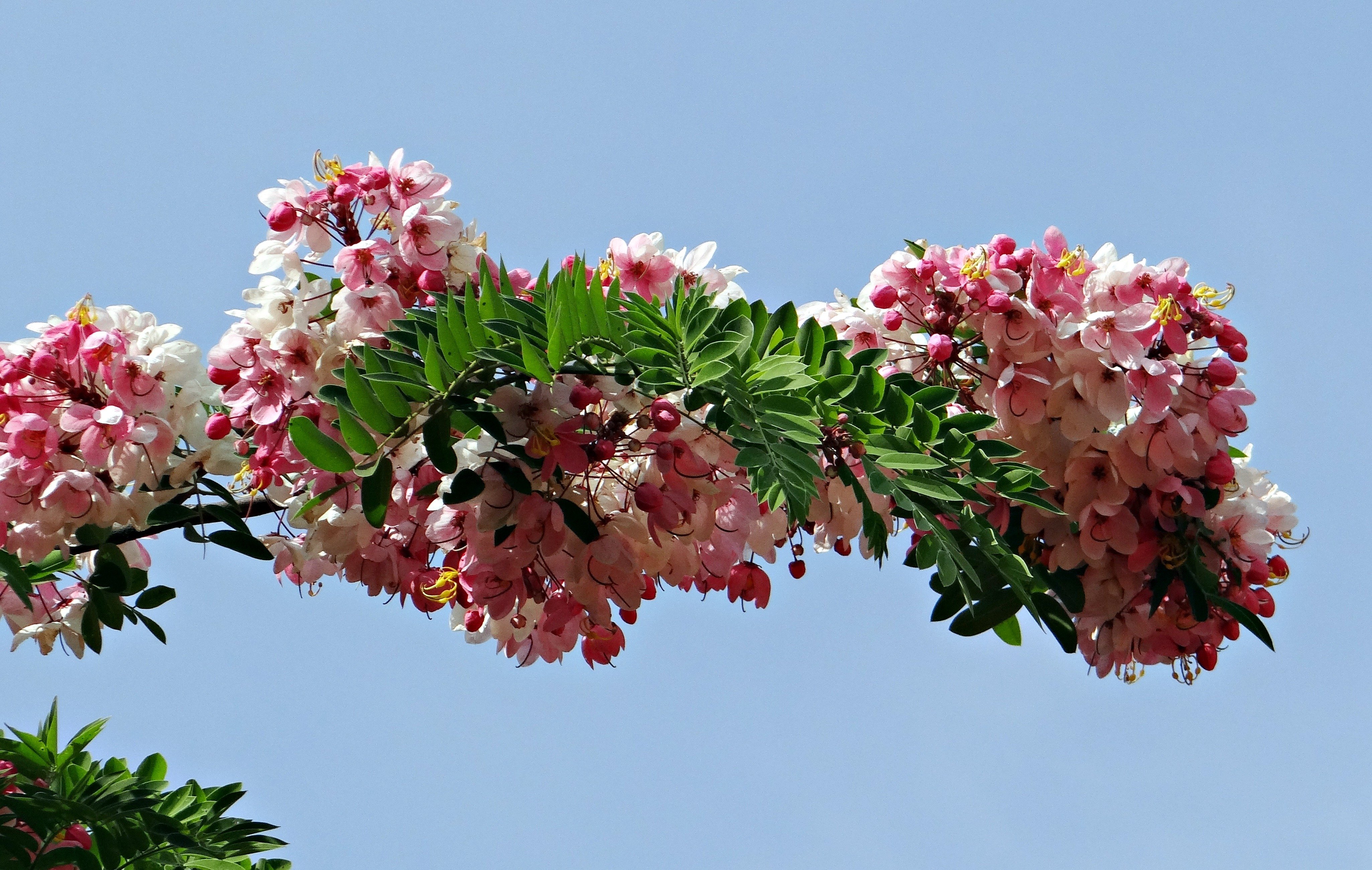 Цветы на индийском языке. Cassia javanica. Кассия дерево. Кассия индийская. Сакура Делоникс.