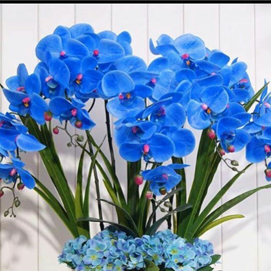 Синяя орхидея в горшке. Орхидея фаленопсис Блу. Орхидея фаленопсис голубая. Орхидея Цимбидиум голубая. Орхидея фаленопсис синяя.