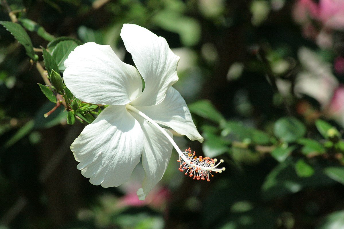 Hibiscus Dainty White