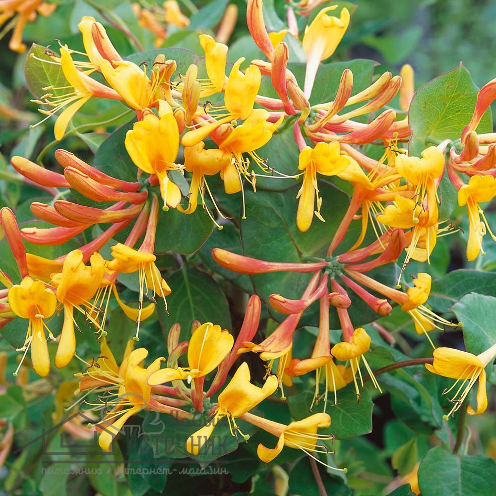 Жимолость Тельмана Lonicera tellmanniana