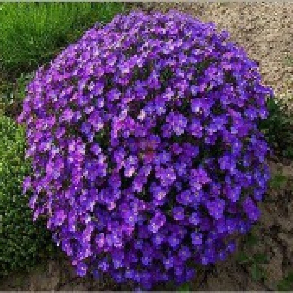 Обриета Royal Violet