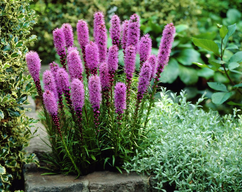 Лиатрис spicata