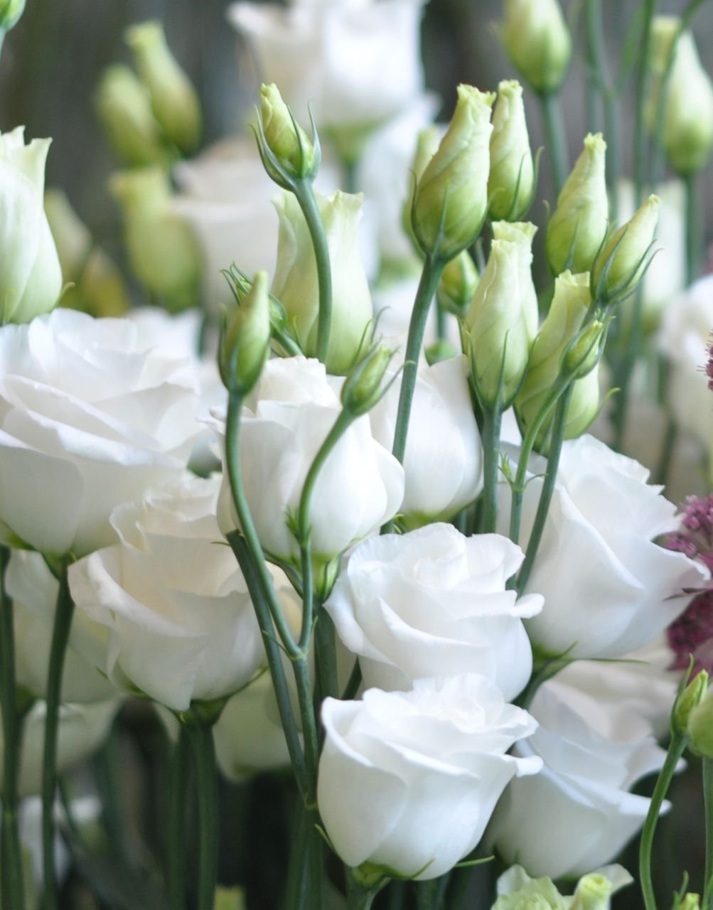 Эустома (Lisianthus)