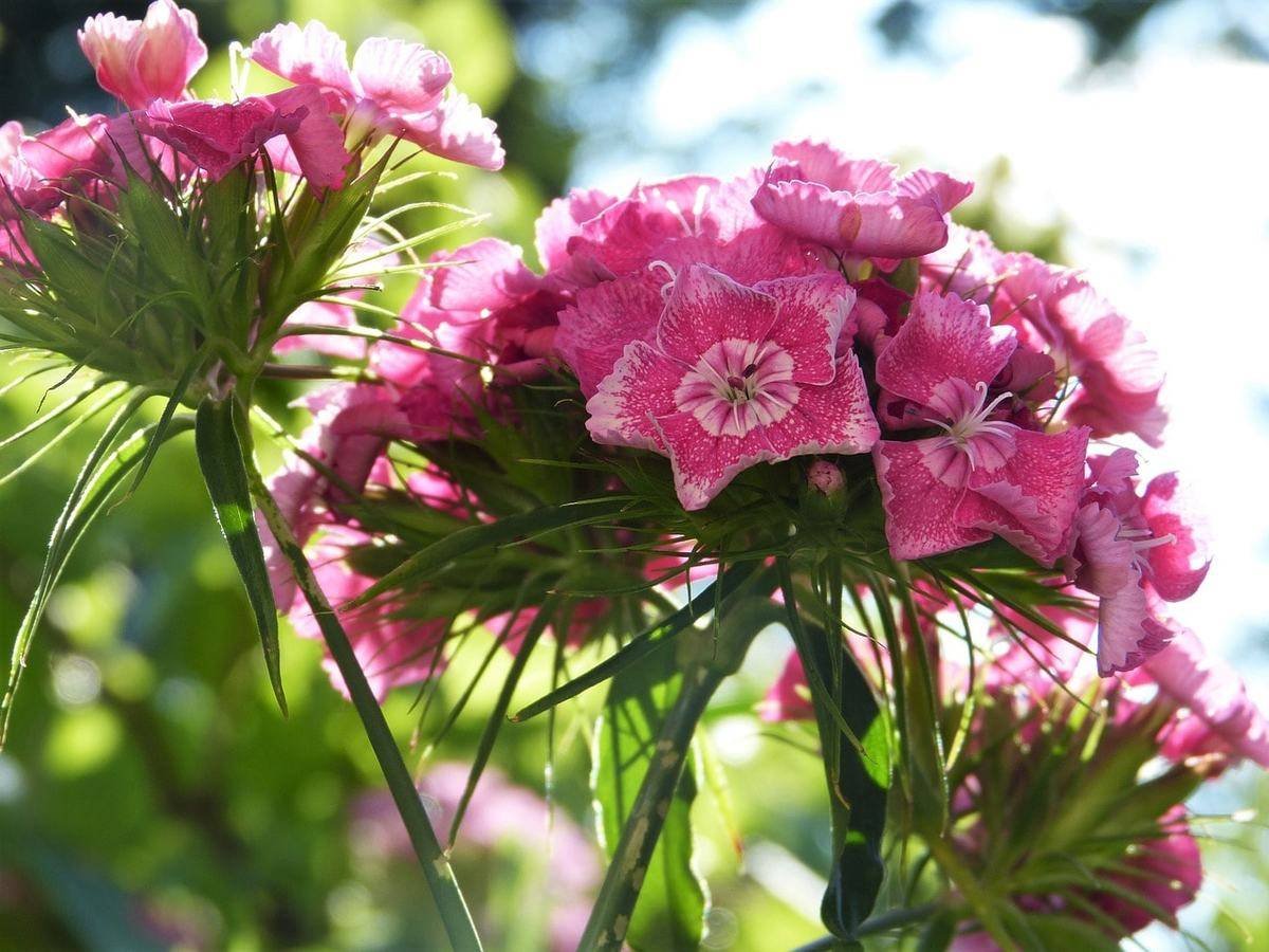 Гвоздика Sweet William