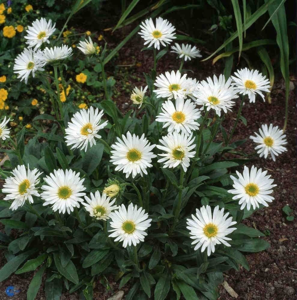 Астра Альпийская (Aster Alpinus)