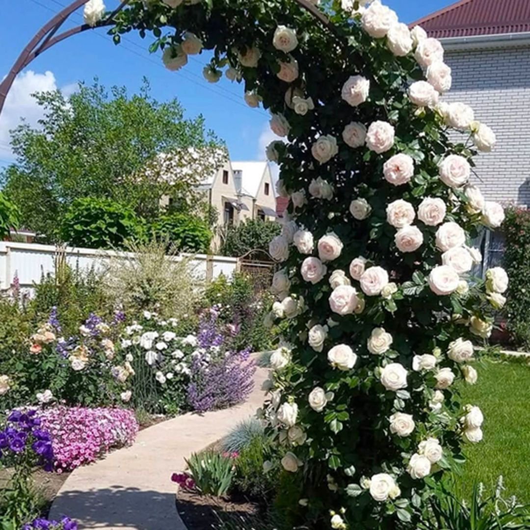 Плетистая роза Остина арка
