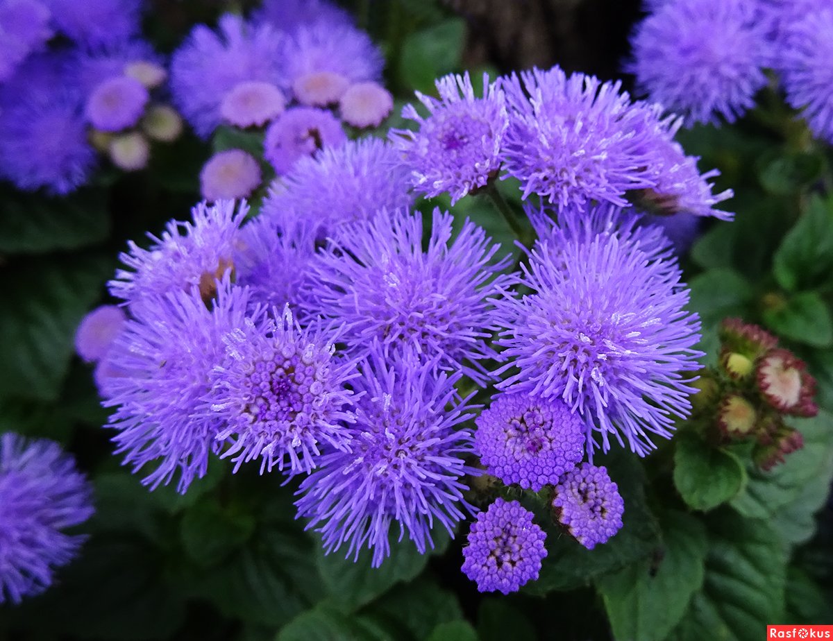 Агератум Хоустона (Ageratum houstonianum)