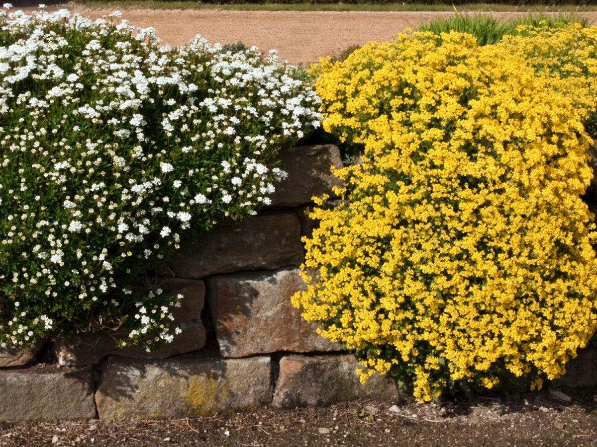 Алиссум скальный (Alyssum saxatile)