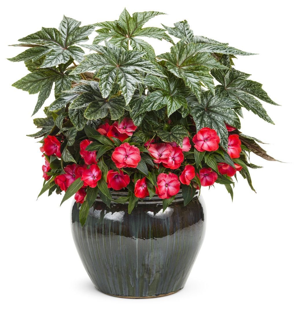 Бегония Potted Plants