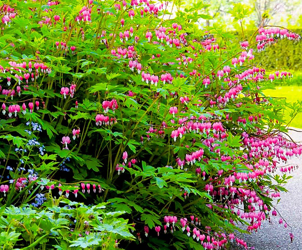 Дицентра spectabilis Pink