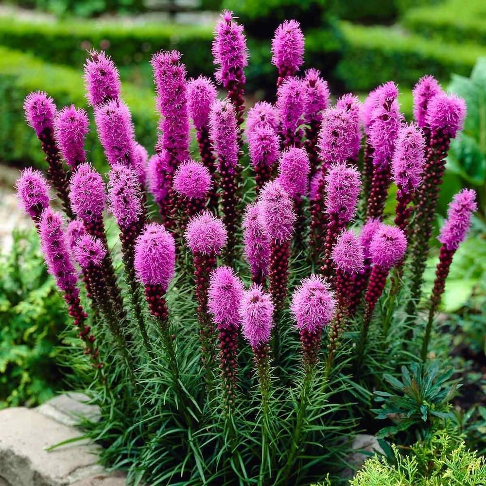Лиатрис spicata