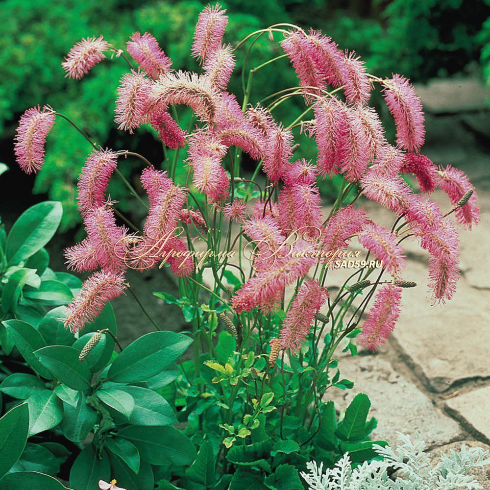 Кровохлебка тупая (Sanguisorba obtusa)