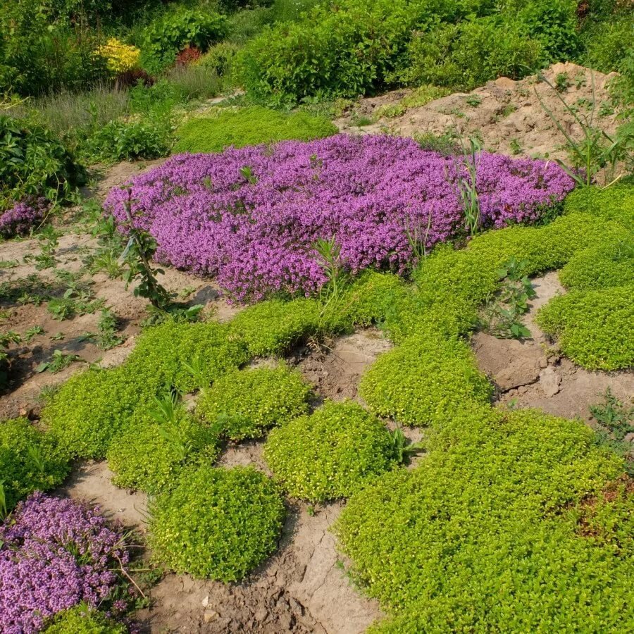 Тимьян ползучий (Thymus serpyllum)